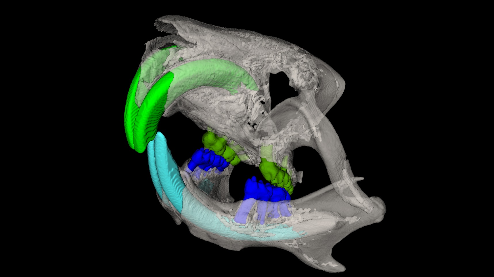Bioimaging & Embryology - Czech Centre for Phenogenomics