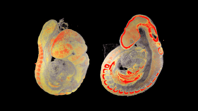 Bioimaging Embryology