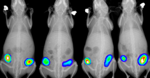 Mouse tumors