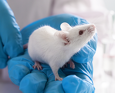 Animal Facility - Czech Centre for Phenogenomics Animal Facility - Czech Centre for Phenogenomics